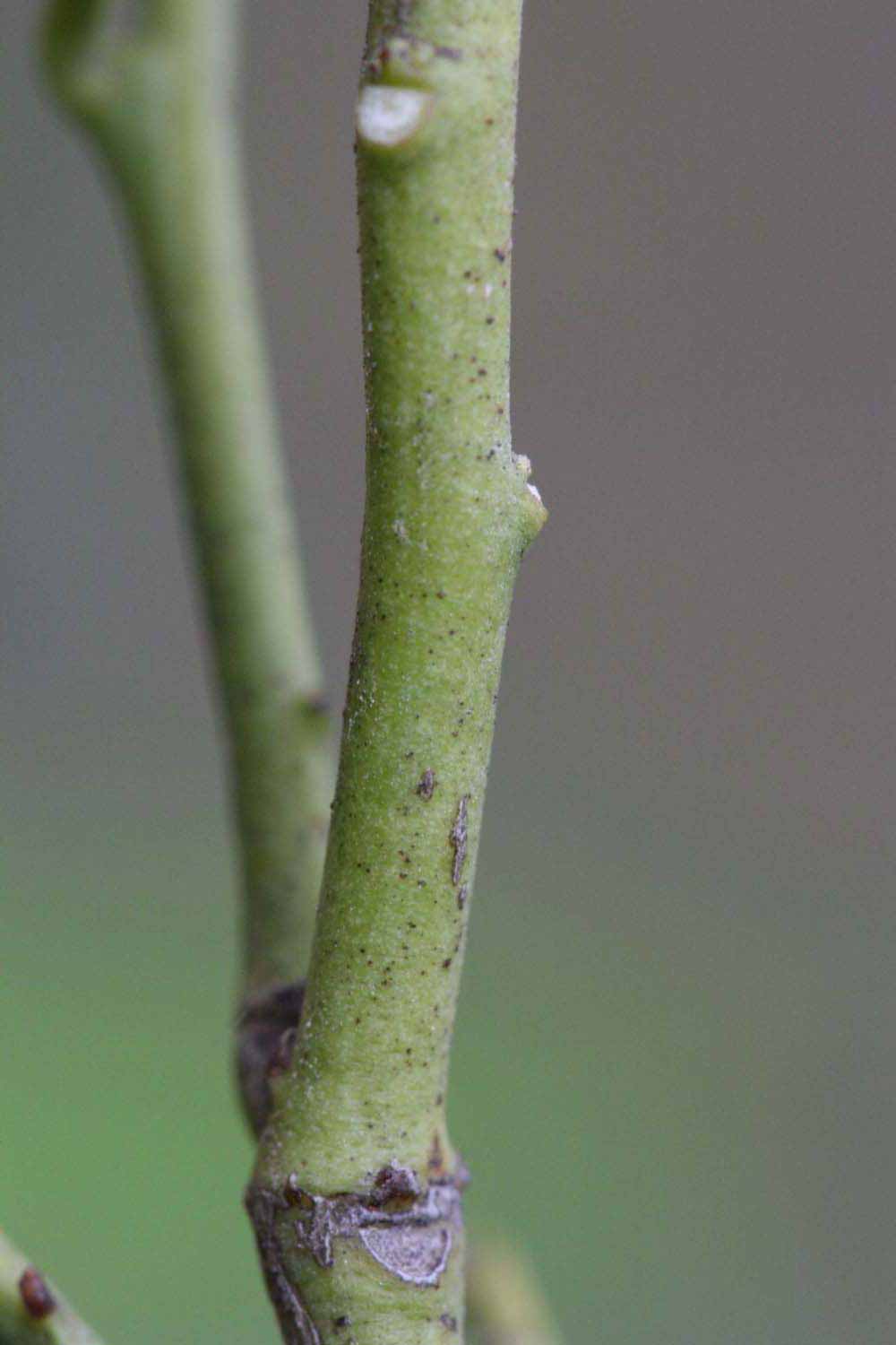            First year twig (Riverside, CA)   